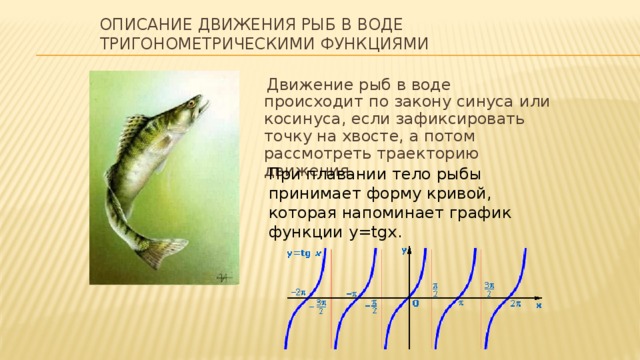 Описание движения рыб в воде тригонометрическими функциями  Движение рыб в воде происходит по закону синуса или косинуса, если зафиксировать точку на хвосте, а потом рассмотреть траекторию движения. При плавании тело рыбы принимает форму кривой, которая напоминает график функции y=tgx.