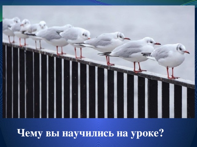 Чему вы научились на уроке?