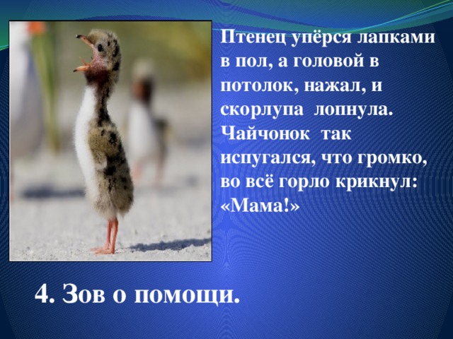 Птенец упёрся лапками в пол, а головой в потолок, нажал, и скорлупа лопнула. Чайчонок так испугался, что громко, во всё горло крикнул: «Мама!» 4. Зов о помощи.