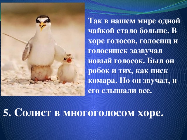 Так в нашем мире одной чайкой стало больше. В хоре голосов, голосищ и голосишек зазвучал новый голосок. Был он робок и тих, как писк комара. Но он звучал, и его слышали все. 5 . Солист в многоголосом хоре.