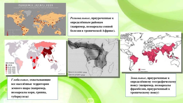 Региональные , приуроченные к определённым районам (например, нозоареалы сонной болезни в тропической Африке). Зональные , приуроченные к определённому географическому поясу (например, нозоареалы фрамбезии, приуроченный к тропическому поясу) Глобальные, охватывающие все населённые территории земного шара (например, нозоареалы кори, гриппа, туберкулеза)