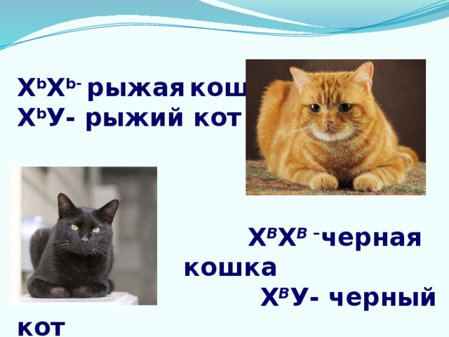 Х b Х b- рыжая  кошка Х b У- рыжий кот     Х В Х В – черная кошка  Х В У- черный кот