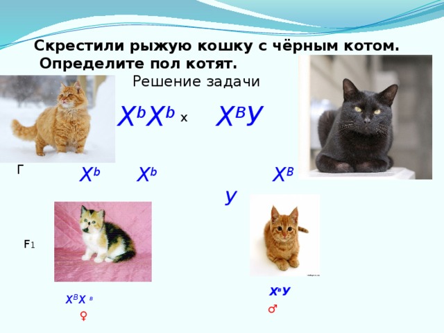 Скрестили рыжую кошку с чёрным котом. Определите пол котят.  Решение задачи Х b Х b Х В У   x    Х В У   Х b Х b Г F 1 Х в У Х В Х в ♂ ♀