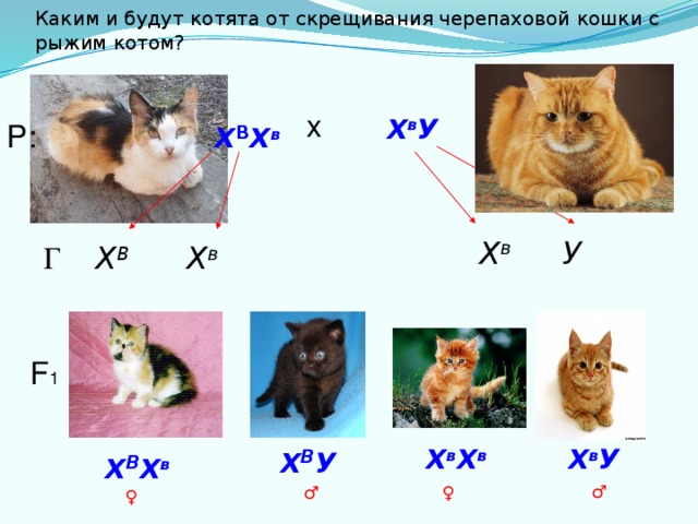 Каким и будут котята от скрещивания черепаховой кошки с рыжим котом? х Х в У Р: Х В Х в     Х в У   Х В Х в   Г   F 1 Х в Х в Х В У Х в У Х В Х в ♂ ♀ ♂ ♀