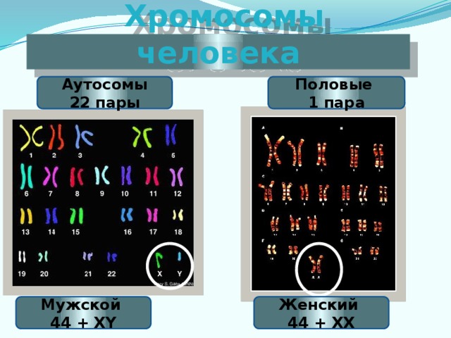 Хромосомы человека Аутосомы Половые 22 пары 1 пара Мужской Женский 44 + XY 44 + XX