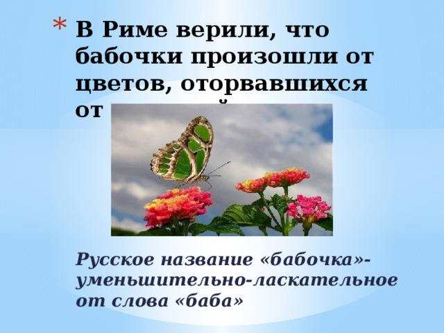 В Риме верили, что бабочки произошли от цветов, оторвавшихся от растений