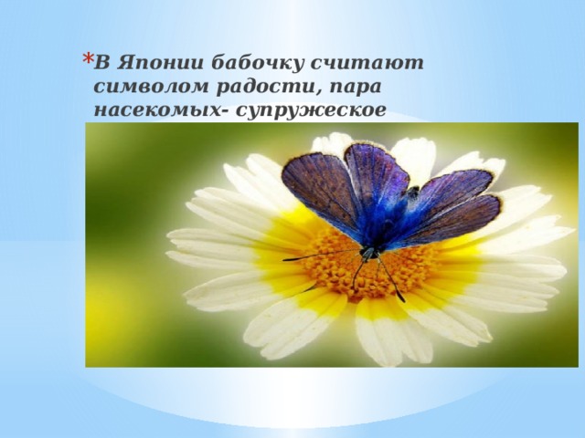 В Японии бабочку считают символом радости, пара насекомых- супружеское счастье.