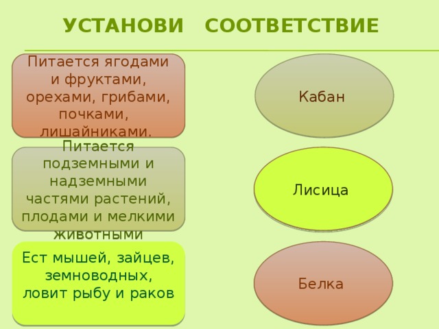 Установи соответствие Питается ягодами и фруктами, орехами, грибами, почками, лишайниками. Кабан Лисица Питается подземными и надземными частями растений, плодами и мелкими животными Ест мышей, зайцев, земноводных, ловит рыбу и раков Белка