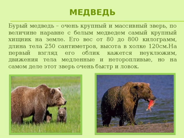 медведь Бурый медведь – очень крупный и массивный зверь, по величине наравне с белым медведем самый крупный хищник на земле. Его вес от 80 до 800 килограмм, длина тела 250 сантиметров, высота в холке 120см.На первый взгляд его облик кажется неуклюжим, движения тела медленные и неторопливые, но на самом деле этот зверь очень быстр и ловок.