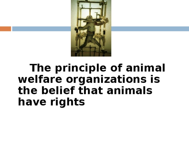 The principle of animal welfare organizations is the belief that animals have rights