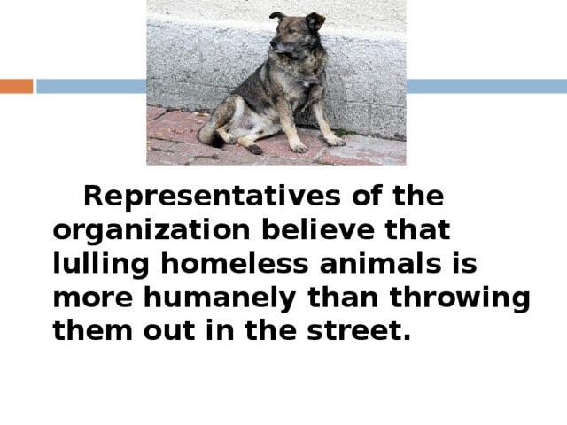 Representatives of the organization believe that lulling homeless animals is more humanely than throwing them out in the street.