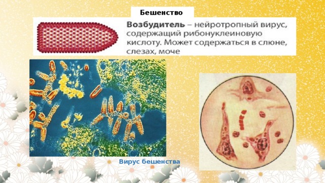 Вирус бешенства клиническая картина