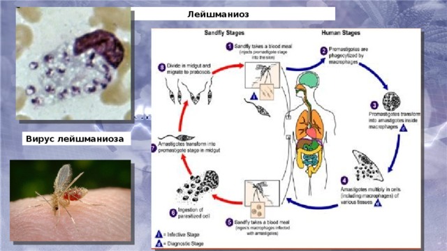 Лейшманиоз  Вирус лейшманиоза