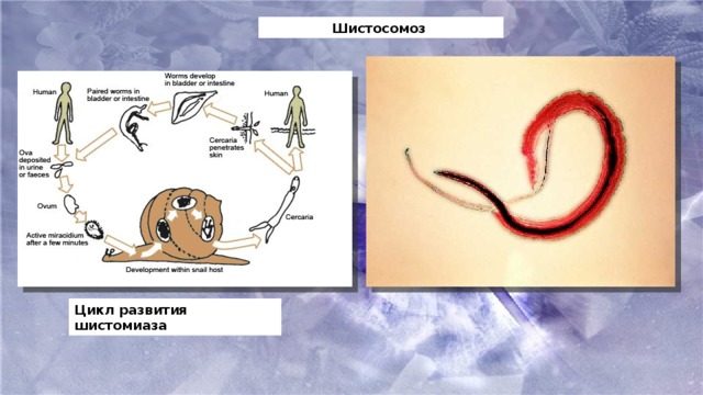 Шистосомоз  Цикл развития шистомиаза