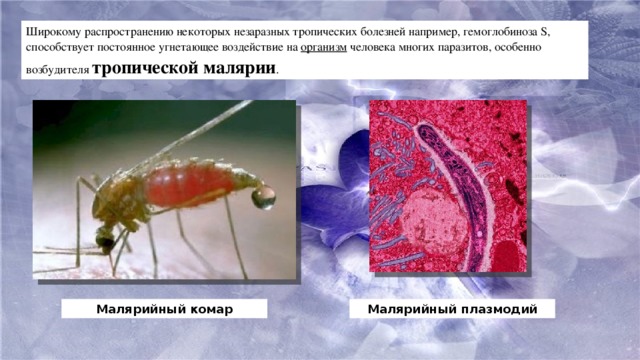 Широкому распространению некоторых незаразных тропических болезней например, гемоглобиноза S, способствует постоянное угнетающее воздействие на  организм  человека многих паразитов, особенно возбудителя тропической малярии . Малярийный комар Малярийный плазмодий