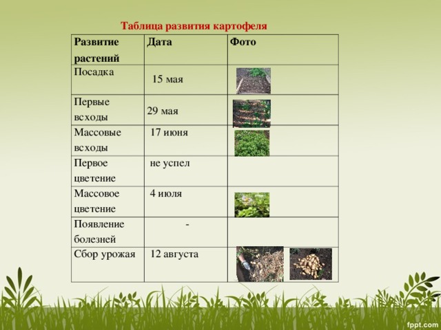 Значение процесса цветения в жизни растения. Таблица растений. Таблица развития картофеля. Наблюдение за развитием картофеля. Развитие растений таблица.