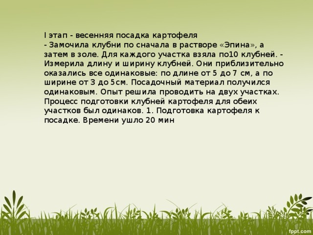 I этап - весенняя посадка картофеля - Замочила клубни по сначала в растворе «Эпина», а затем в золе. Для каждого участка взяла по10 клубней. - Измерила длину и ширину клубней. Они приблизительно оказались все одинаковые: по длине от 5 до 7 см, а по ширине от 3 до 5см. Посадочный материал получился одинаковым. Опыт решила проводить на двух участках. Процесс подготовки клубней картофеля для обеих участков был одинаков. 1. Подготовка картофеля к посадке. Времени ушло 20 мин