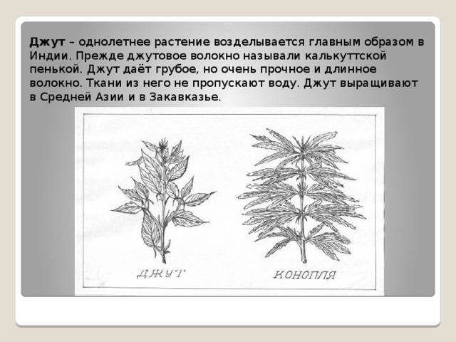 Джут  – однолетнее растение возделывается главным образом в Индии. Прежде джутовое волокно называли калькуттской пенькой. Джут даёт грубое, но очень прочное и длинное волокно. Ткани из него не пропускают воду. Джут выращивают в Средней Азии и в Закавказье.