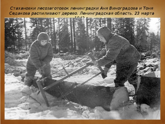 Стахановки лесозаготовок ленинградки Аня Виноградова и Тоня Седакова распиливают дерево. Ленинградская область. 23 марта 1942 г.