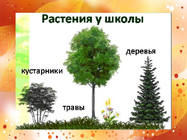 Деревья и кустарники осенью 2 класс