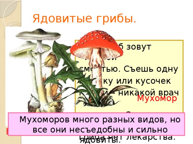 Ядовитые грибы. Этот гриб зовут лесной смертью. Съешь одну шляпку или кусочек ножки – никакой врач не поможет. От яда этого гриба нет лекарства. Мухомор  Мухоморов много разных видов, но все они несъедобны и сильно ядовиты. Бледная поганка