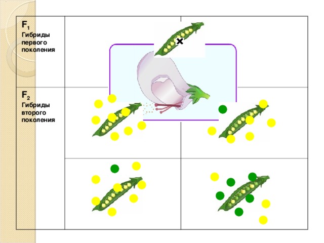 F 1 Гибриды первого поколения F 2  Гибриды второго поколения