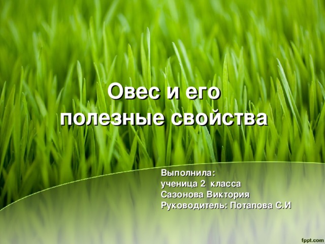 Овес и его полезные свойства Выполнила:  ученица 2 класса  Сазонова Виктория  Руководитель: Потапова С.И