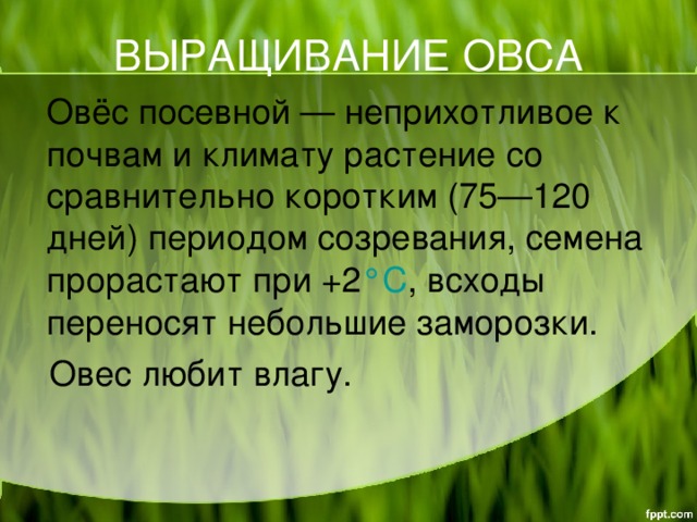 ВЫРАЩИВАНИЕ ОВСА  Овёс посевной — неприхотливое к почвам и климату растение со сравнительно коротким (75—120 дней) периодом созревания, семена прорастают при +2 °С , всходы переносят небольшие заморозки.  Овес любит влагу.