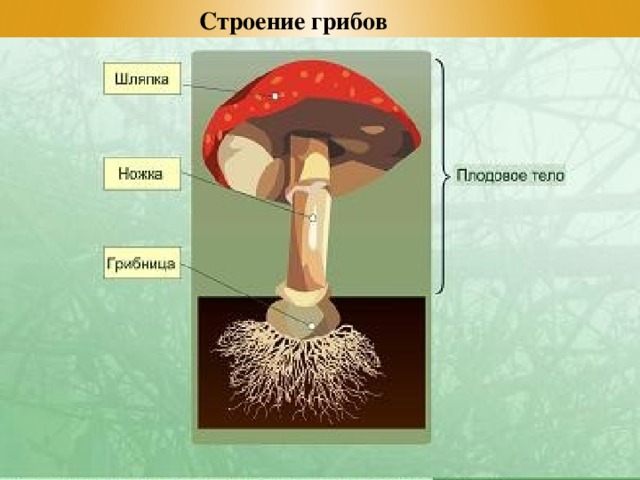 Строение грибов по количеству клеток схема