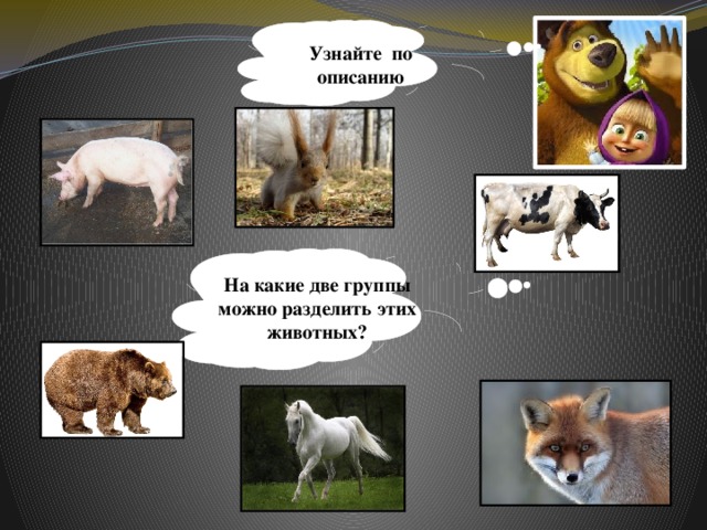 Узнайте по описанию На какие две группы можно разделить этих животных?