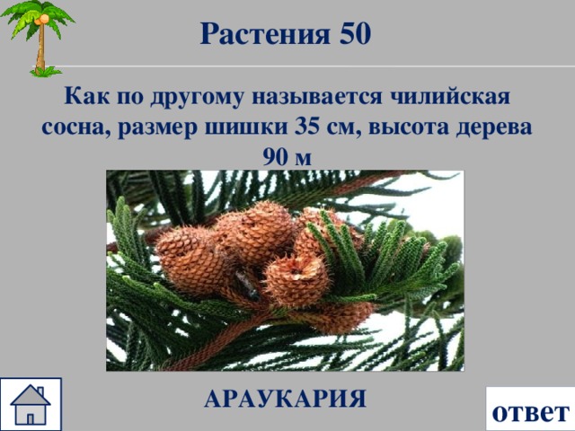 Растения 50 Как по другому называется чилийская сосна, размер шишки 35 см, высота дерева 90 м АРАУКАРИЯ ответ