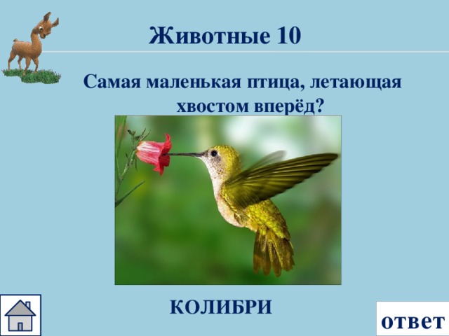 Животные 10 Самая маленькая птица, летающая хвостом вперёд? КОЛИБРИ ответ