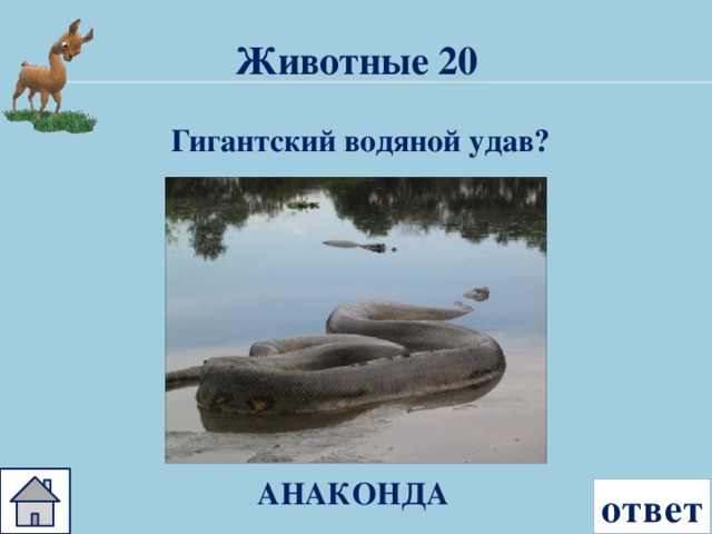 Животные 20 Гигантский водяной удав?  АНАКОНДА ответ