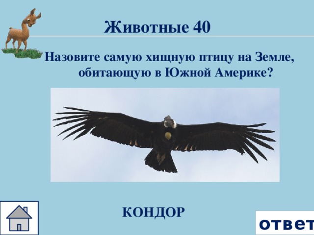 Животные 40 Назовите самую хищную птицу на Земле, обитающую в Южной Америке? КОНДОР ответ