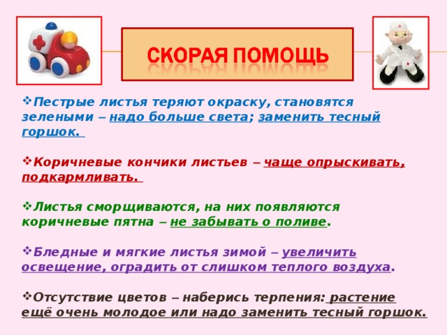 Пестрые листья теряют окраску, становятся зелеными –  надо больше света ; заменить тесный горшок.  Коричневые кончики листьев –  чаще опрыскивать, подкармливать.  Листья сморщиваются, на них появляются коричневые пятна –  не забывать о поливе .  Бледные и мягкие листья зимой –  увеличить освещение, оградить от слишком теплого воздуха .  Отсутствие цветов – наберись терпения: растение ещё очень молодое или надо заменить тесный горшок.