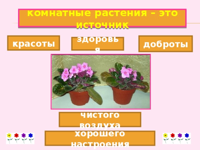 комнатные растения – это источник красоты доброты здоровья чистого воздуха хорошего настроения