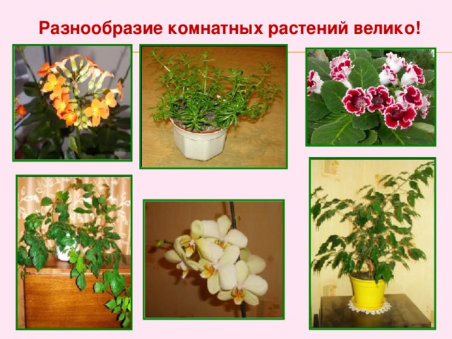 Разнообразие комнатных растений велико!