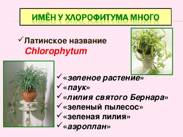 Латинское название  Chlorophytum « зеленое растение » « паук » « лилия святого Бернара » «зеленый пылесос» «зеленая лилия» « аэроплан »