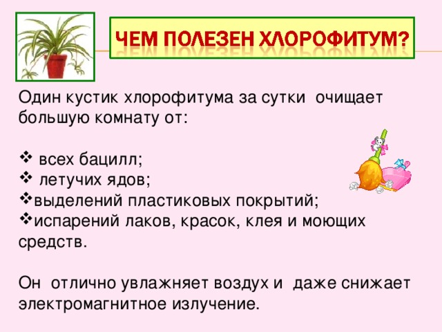 Один кустик хлорофитума за сутки очищает большую комнату от:  всех бацилл;  летучих ядов; выделений пластиковых покрытий; испарений лаков, красок, клея и моющих средств. Он отлично увлажняет воздух и даже снижает электромагнитное излучение.