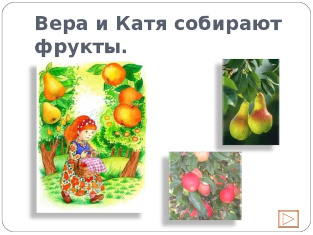 Вера и Катя собирают фрукты.