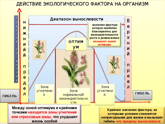 ДЕЙСТВИЕ ЭКОЛОГИЧЕСКОГО ФАКТОРА НА ОРГАНИЗМ Диапазон выносливости Реакция организма Верхний преел нижнийй предел  значение фактора которое наиболее благоприятно для жизнедеятельности роста и размножения называют зоной оптимума оптимум Зона угнетения Зона угнетения Зона нормальной жизнедеятельности ГИБЕЛЬ  ГИБЕЛЬ  Между зоной оптимума и крайними точками находятся зоны угнетения или стрессовые зоны, что ухудшает жизнь особей Крайнее значение фактора, за которыми условия становятся непригодными для жизни и вызывает гибель- это пределы выносливости