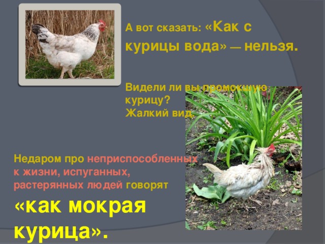 А вот сказать: «Как с курицы вода»  — нельзя .   Видели ли вы промокшую курицу? Жалкий вид.  Недаром про неприспособленных к жизни, испуганных, растерянных людей говорят «как мокрая курица».