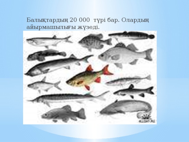 Балықтардың 20 000 түрі бар. Олардың айырмашылығы жүзеді.  