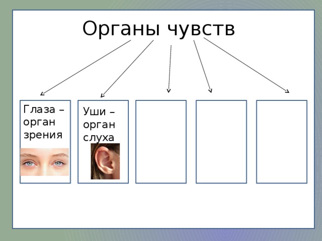 Органы чувств Глаза – орган зрения Глаза – орган зрения Уши – орган слуха