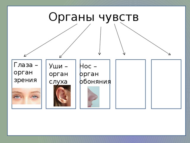 Органы чувств тест 3 класс окружающий мир