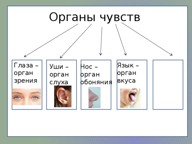 Органы чувств Язык – Глаза – орган зрения Глаза – орган орган зрения вкуса Нос – Уши – орган орган слуха обоняния