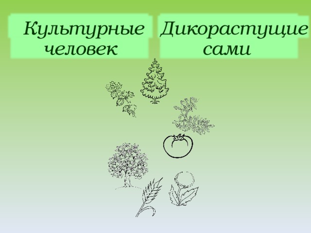 Дикорастущие и культурные растения тест