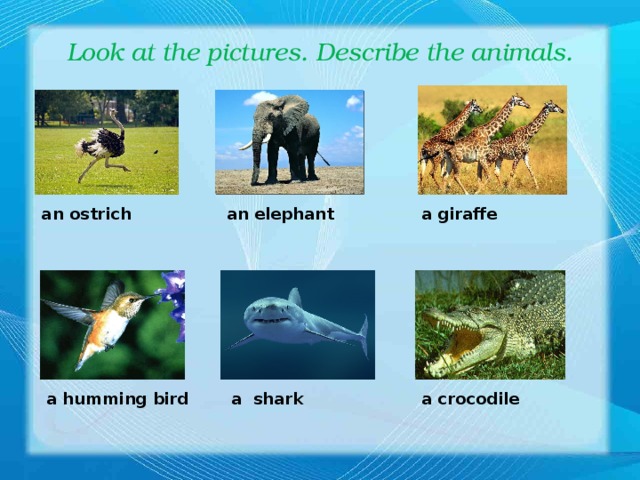 Look at the pictures. Describe the animals. an ostrich an elephant a giraffe a humming bird a shark a crocodile