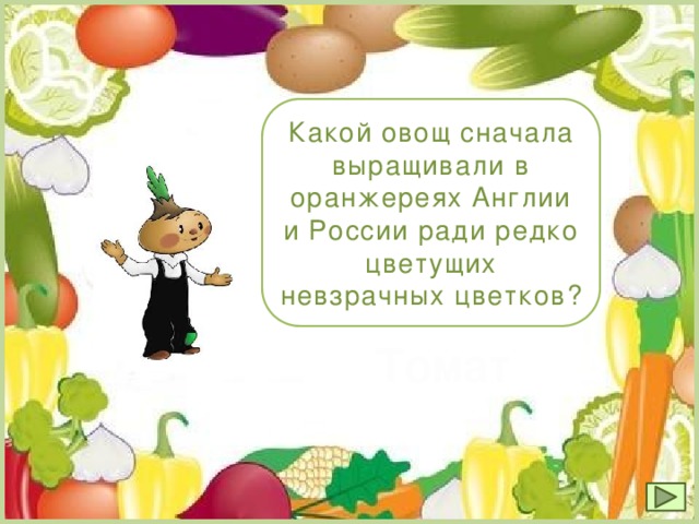 Какой овощ сначала выращивали в оранжереях Англии и России ради редко цветущих невзрачных цветков? Томат