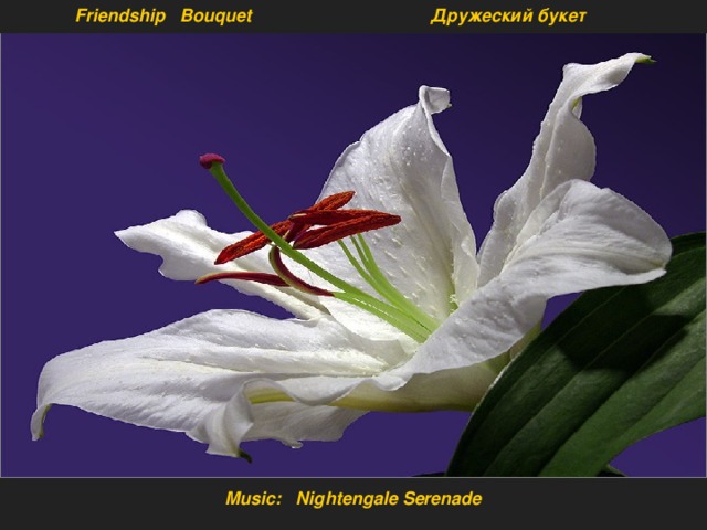 Friendship Bouquet Дружеский букет Music: Nightengale Serenade